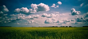 Canola & Stacking Clouds 1 - High Level, Alberta