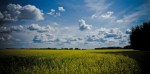 Canola & Stacking Clouds 2 - High Level, Alberta