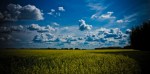 Canola & Stacking Clouds 3 - High Level, Alberta