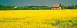 Homestead Amongst Canola 3 - Fort Vermilion, Alberta
