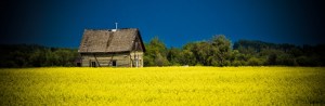 Homestead Amongst Canola 4 - Fort Vermilion, Alberta