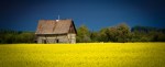 Homestead Amongst Canola 1 - Fort Vermilion, Alberta