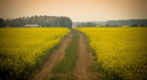 Field Opposite Wilson Prairie Wildfire - La Crete, Alberta