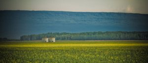 Savage Prairie Road Granaries - La Crete, Alberta