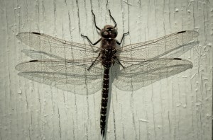 1 Dragonfly - High Level, Alberta