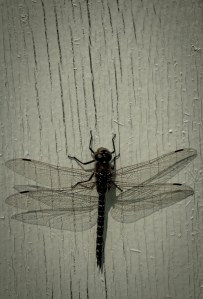 2 Dragonfly - High Level, Alberta