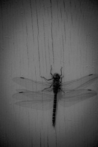 3 Dragonfly - High Level, Alberta