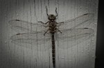4 Dragonfly - High Level, Alberta