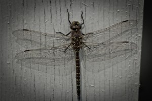 4 Dragonfly - High Level, Alberta
