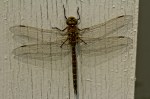 5 Dragonfly - High Level, Alberta