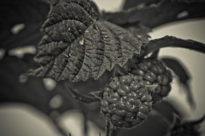 5 Raspberries - High Level, Alberta