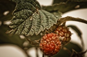 4 Raspberries - High Level, Alberta