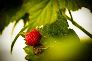 3 Raspberries - High Level, Alberta