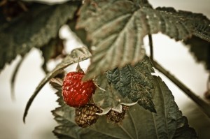2 Raspberries - High Level, Alberta