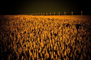 Grain Macro 3 - Guy, Alberta