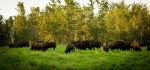 Bison - Elk Island National Park 1
