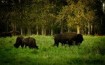 Bison - Elk Island National Park 3