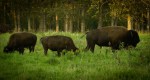 Bison - Elk Island National Park 4