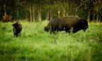 Bison - Elk Island National Park 5