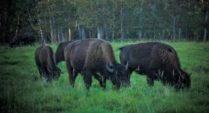 Bison - Elk Island National Park 7