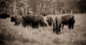 Bison - Elk Island National Park 8