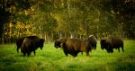 Bison - Elk Island National Park 10