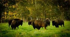 Bison - Elk Island National Park 10