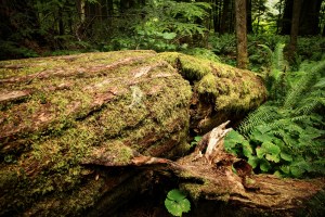 Fallen Timber 2 - Cathedral Grove, British Columbia