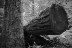 Fallen Timber 1 - Cathedral Grove, British Columbia