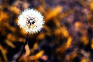 Dandelion 1 - Fort Vermilion, Alberta