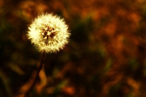 Dandelion 2 - Fort Vermilion, Alberta
