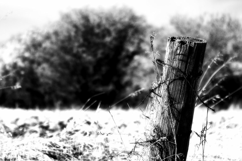 Fence Post 2