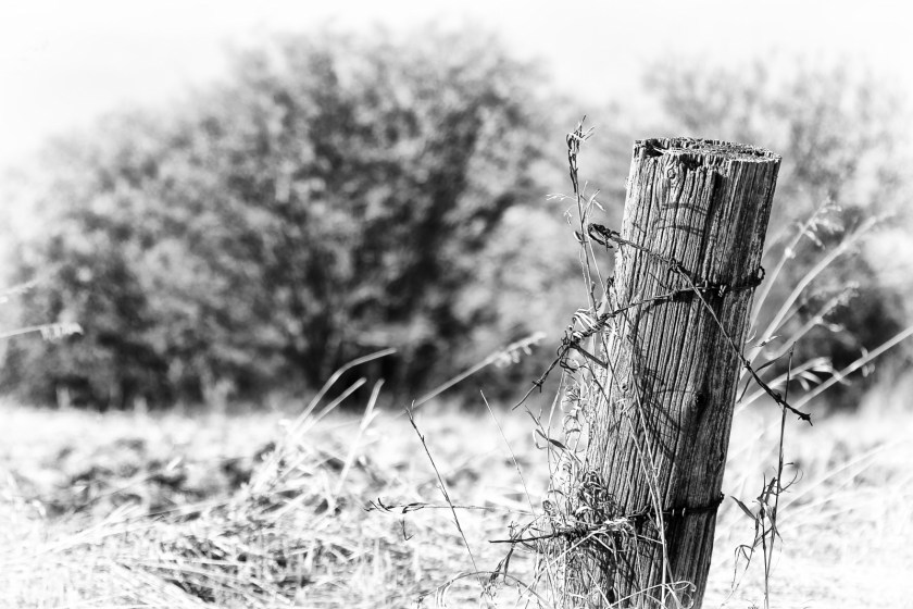 Fence Post 5