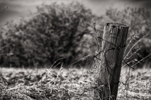 Fence Post 6