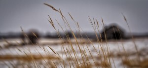 Winter Grain 1