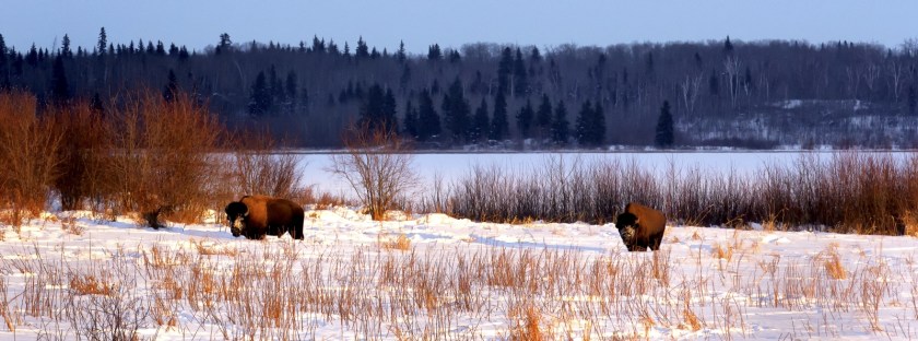 Bison - Elk Island 1