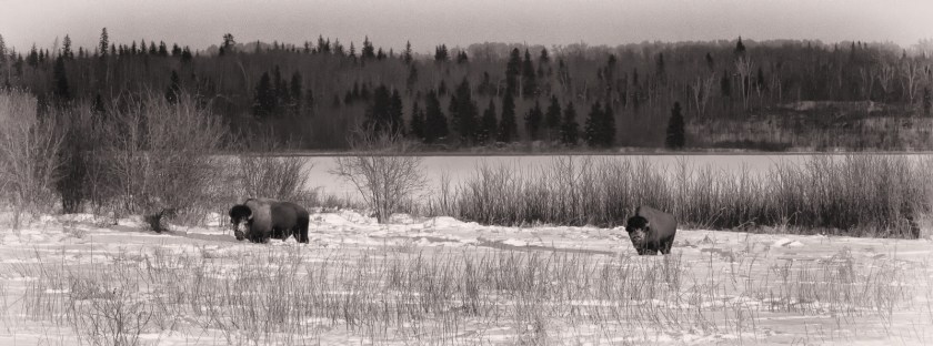 Bison - Elk Island 2