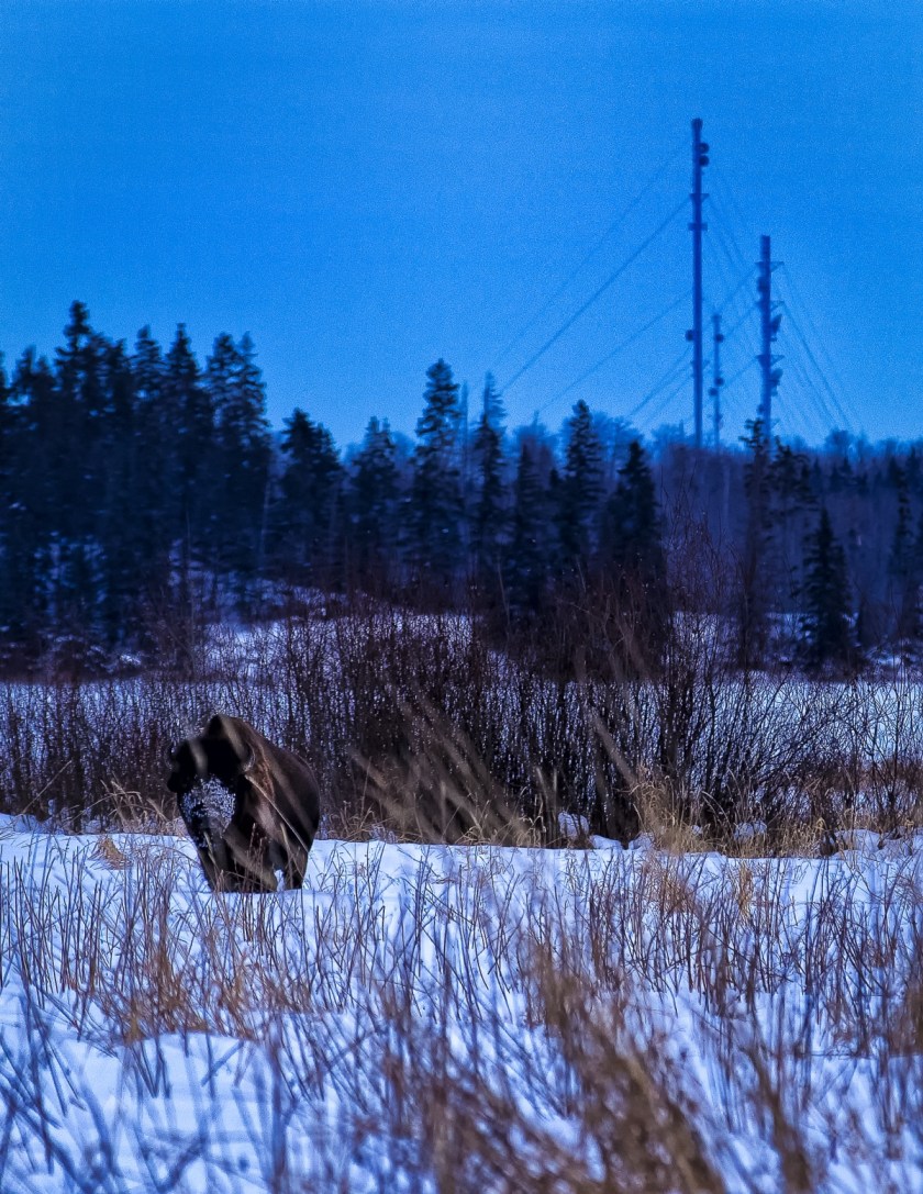 Bison - Elk Island 3