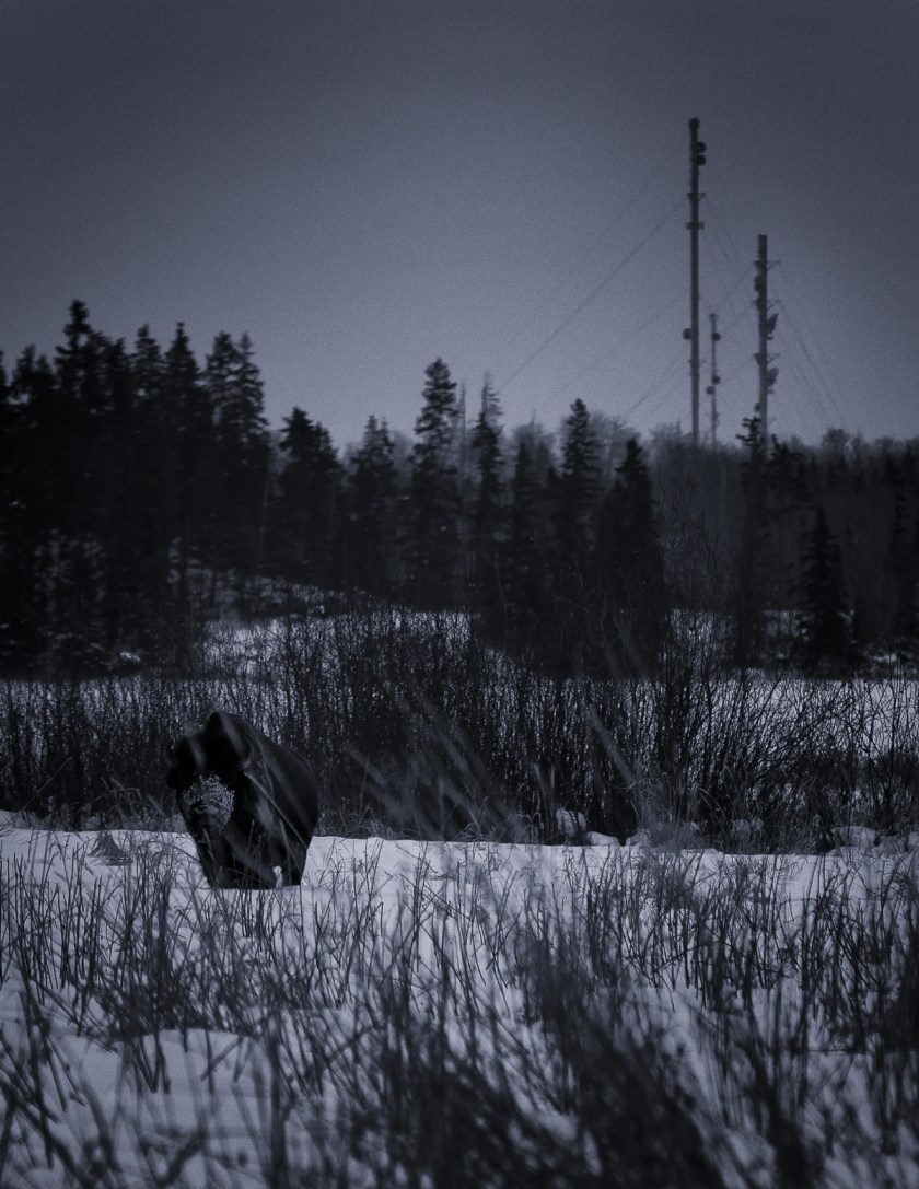 Bison - Elk Island 4