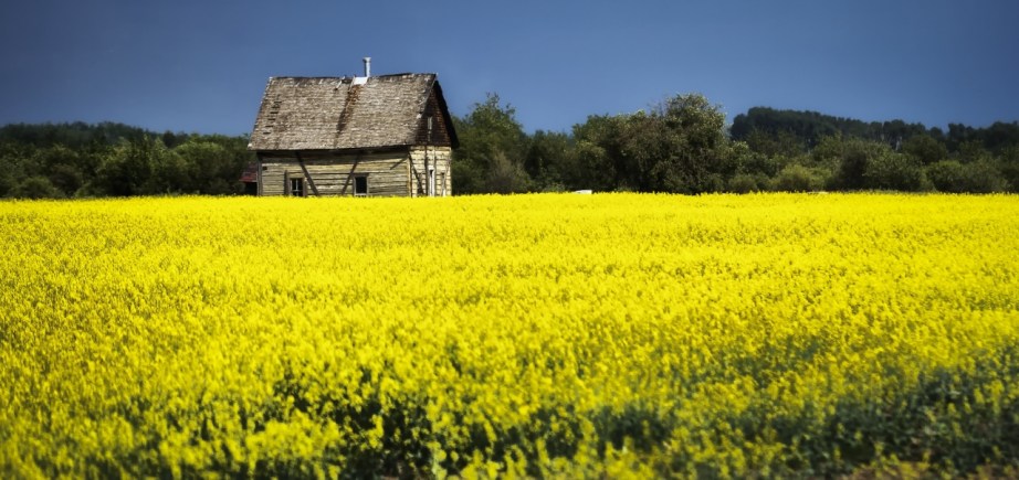 Canola Homestead - Fort Vermilion, Alberta