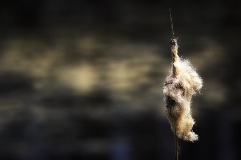 Cattail 1