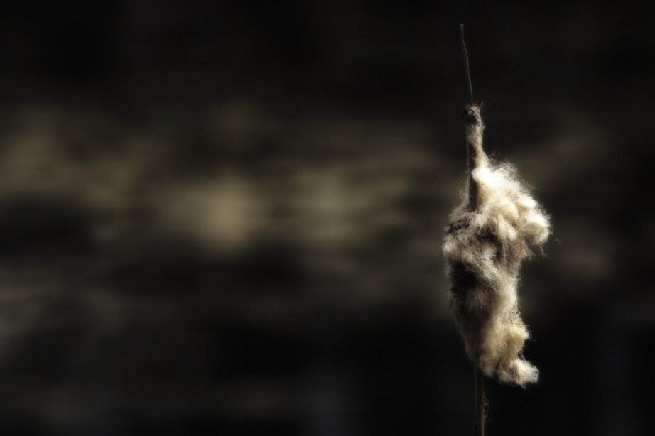 Cattail 2