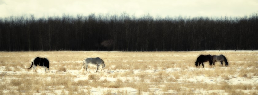 Fairview Horses, Fairview, Alberta 1