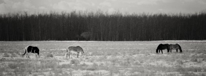 Fairview Horses, Fairview, Alberta 2