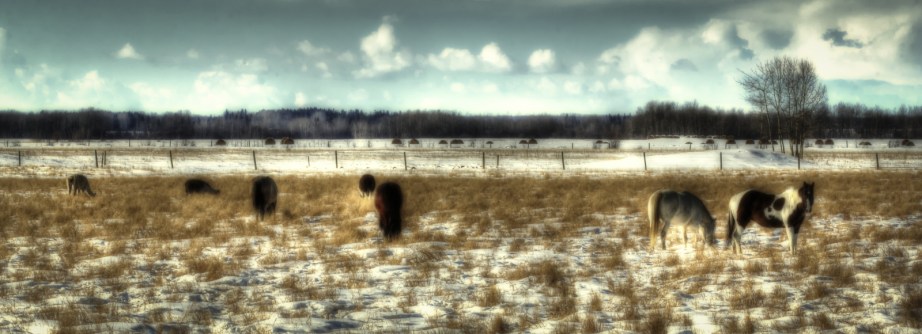 Fairview Horses, Fairview, Alberta 3