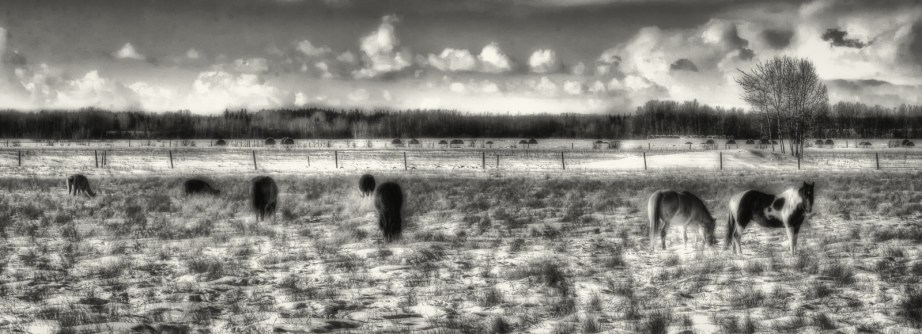 Fairview Horses, Fairview, Alberta 4