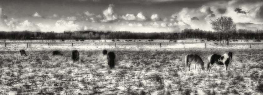 Fairview Horses, Fairview, Alberta 4