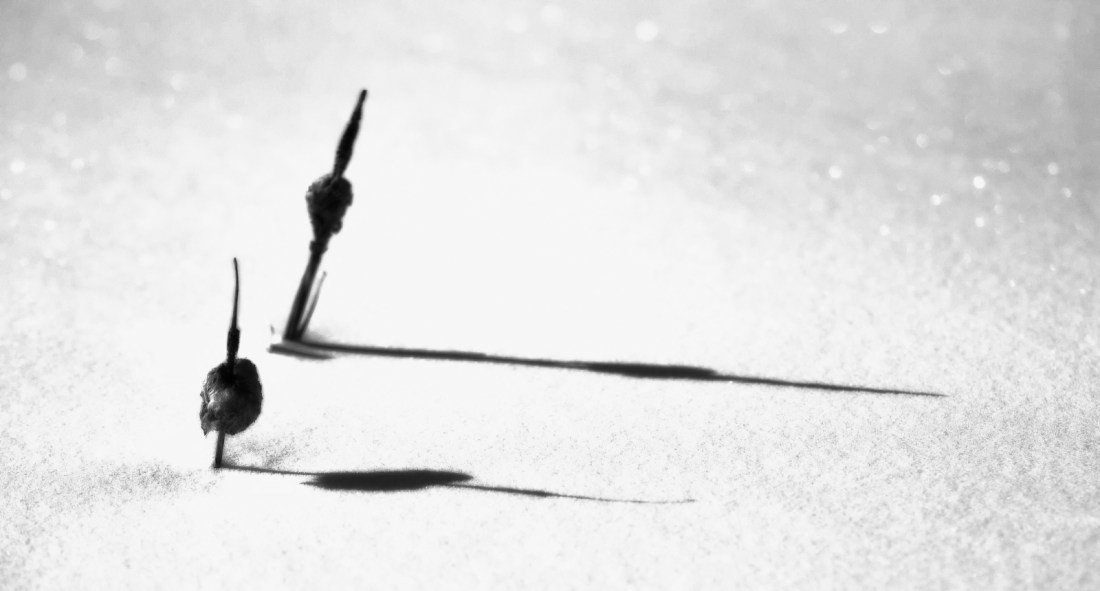 16 Black and White - Cattails, High Level, Alberta