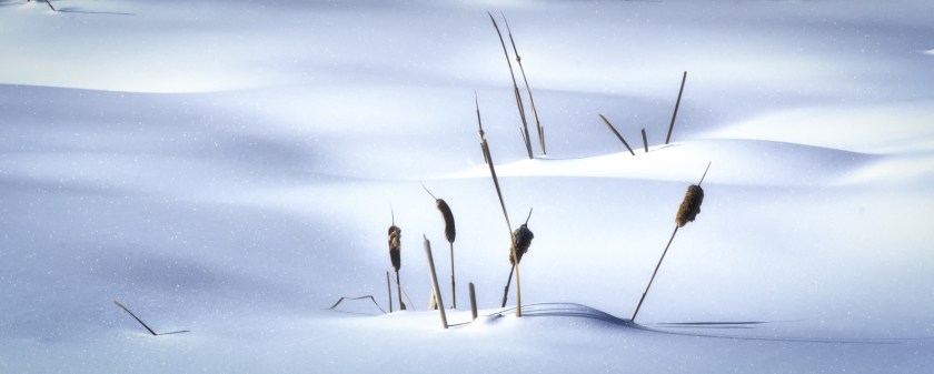 Cattails and Snow, High Level, Alberta 1