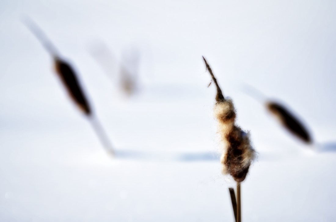 Cattails - High Level, Alberta 1